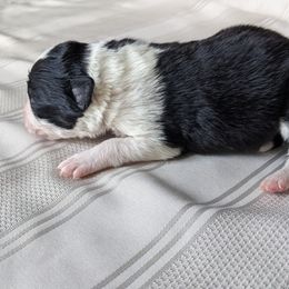 Border Collie Puppies from Sarah M Kwilinski