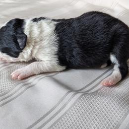 Border Collie Puppies from Sarah M Kwilinski