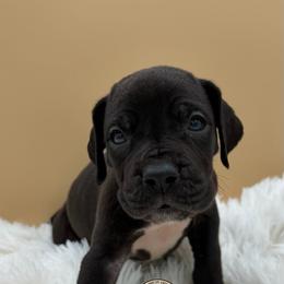 Luci - Black male Great Dane puppy in White City, Kansas from Southwind Great Danes
