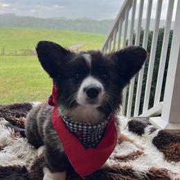Ruby - Brindle and white female Cardigan Welsh Corgi puppy in Pilot, Virginia from Castle KC  (Katie's Corgis)  - VKM Farmstead
