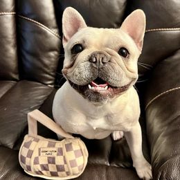 French Bulldogs from FrenCHI’s Of Texas