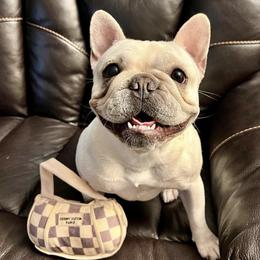 French Bulldogs from FrenCHI’s Of Texas