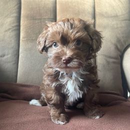 Pretty one - Chocolate female Havanese puppy in Portage, Indiana from Happiness in Havanese