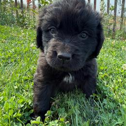 Yellow - Black male Newfoundland puppy in Great Falls, Montana from True North Newfoundlands