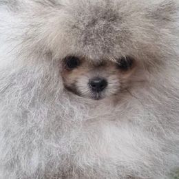 Pomeranians from Pride Land Poms