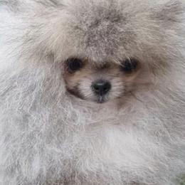 Pomeranians from Pride Land Poms