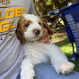 Bernedoodle, Goldendoodle, and Poodle Puppies from Barlow’s Poodles and  Doodles