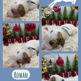Rowan - Parti male Goldendoodle puppy in Wayland, New York from Loris Pampered Pooches💕