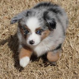Blue Merle - Blue merle female Miniature Australian Shepherd puppy in Lawton, Oklahoma from Lindsey’s Aussies