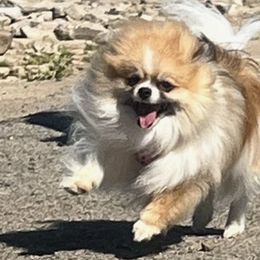 Pomeranians from Cascade Pomeranians