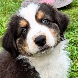 Dalton - Black tri-color male Australian Shepherd puppy in Silverdale, Pennsylvania from Bedtime Story Australian Shepherds