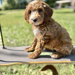 Toby - Red  female Goldendoodle puppy in Murfreesboro, Tennessee from Cherry Lane Farm Doodles