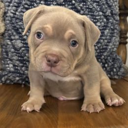 American Bully Puppies from East bound and Down Bully’s