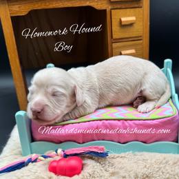 Homework Hound - Cream male Dachshund puppy in Montevallo, Alabama from Mallard's Miniature Dachshunds