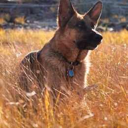German Shepherds from Vom Harmon Haus German Shepherds