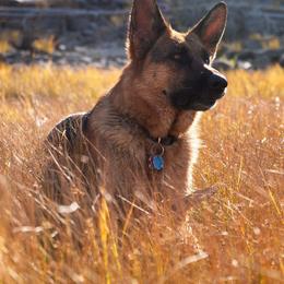 German Shepherds from Vom Harmon Haus German Shepherds