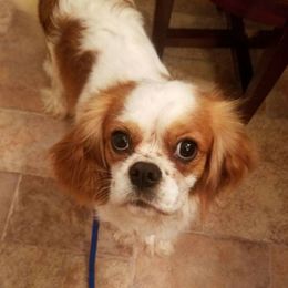 Cookie - Cavalier King Charles Spaniel