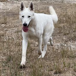 Alina - Berger Blanc Suisse