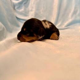Hollywood - Dapple male Dachshund puppy in Nampa, Idaho from 208 Wiener Wiggle Butts LLC