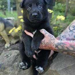 Boy 1 - male German Shepherd puppy in Vancouver, Washington from Vom Cosabar