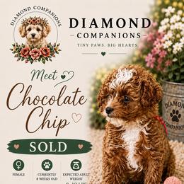 Chocolate Chip - Red female Cavapoo puppy in South Jordan, Utah from Diamond Companions