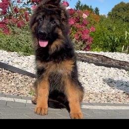 Dolly - Black and red female German Shepherd puppy in New Jersey from Stahlhaus ( Previously Buffelbach Farmstead Shepherds)