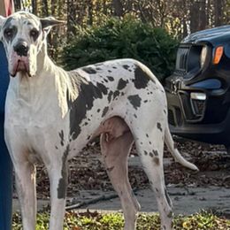 Great Danes from Rough Diamond Danes