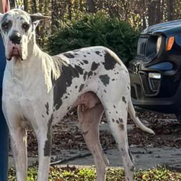 Great Danes from Rough Diamond Danes