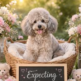 Poodle puppies from Joy-Fur Puppies