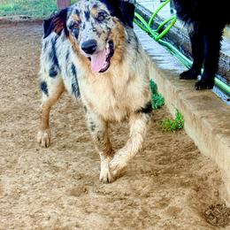 Atlas - Blue merle male Australian Shepherd puppy in Mineral Wells, Texas from A6 Australian Shepards