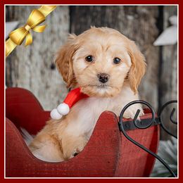 Cider - Red female Cockapoo puppy in Connersville, Indiana from Deaz Doodle Ranch