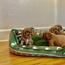 Cavalier King Charles Spaniel Puppies from Sweet Southern Cavaliers and Frenchies