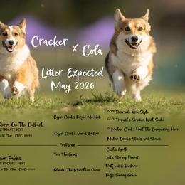 Pembroke Welsh Corgi puppies from Black Thumb Homestead