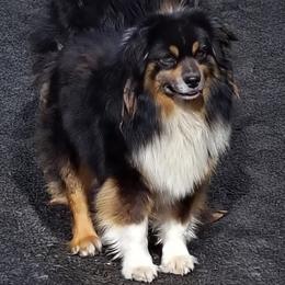 Fernando - Miniature American Shepherd