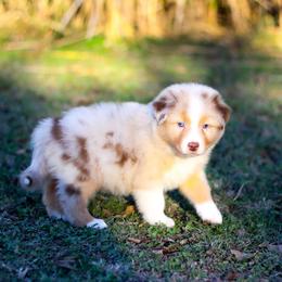 Turkey - Red merle male Australian Shepherd puppy in Belton, Texas from Brilliant Beautiful Australian Shepherds