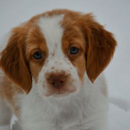 Peach - Orange and white female Brittany puppy in Hollidaysburg, Pennsylvania from Royal Flush Farms