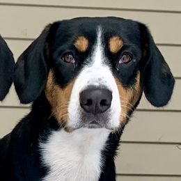 Jai - Entlebucher Mountain Dog