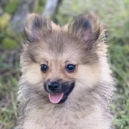 Cassie - Pomeranian