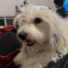 Lina - Coton de Tulear