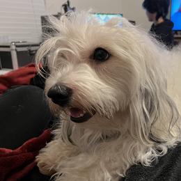 Lina - Coton de Tulear