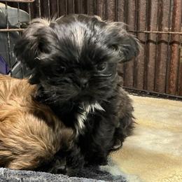 Minnie - Black gold and silver female Shih Tzu puppy in Pleasant Shade, Tennessee from Kuntry Tyme Shih Tzus