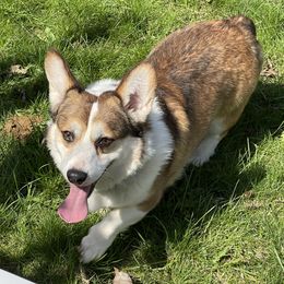 Aspen - Pembroke Welsh Corgi