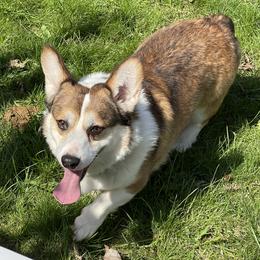 Aspen - Pembroke Welsh Corgi