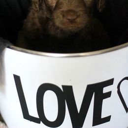 Labradoodle and Labrador Retriever Puppies from Moore than Dogs