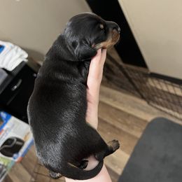 Girl 1 - Dachshund puppy in Texas from Morgan’s Dapper Dachshunds