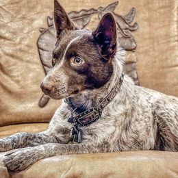 Australian Cattle Dogs and French Bulldogs from HM Kennels