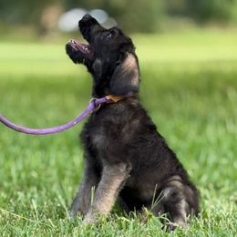 Tundra - Pepper and salt female Giant Schnauzer puppy in Goodrich, Texas from Silver Creek Giant Schnauzers