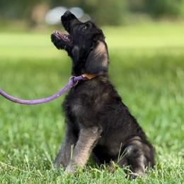 Tundra - Pepper and salt female Giant Schnauzer puppy in Goodrich, Texas from Silver Creek Giant Schnauzers
