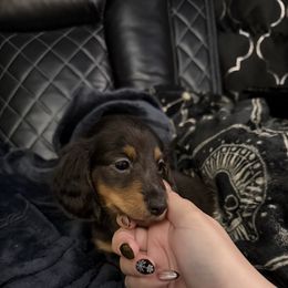 Comet - Black and tan male Dachshund puppy in Tampa, Florida from EntityDachs