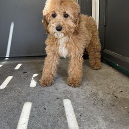 Bella - Cream Poodle puppy in Valdosta, Georgia from Posh Poodles